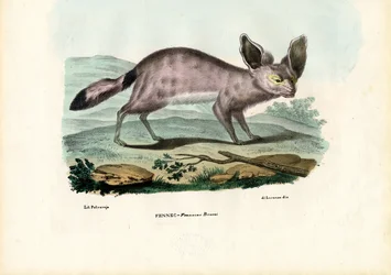 Fennec, 1863-79